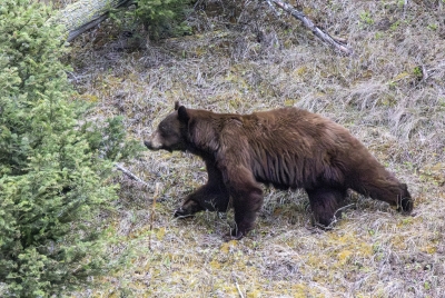 Grizzly After a Black Bear May 2025